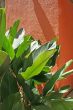 Tropical leaves