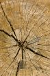 Old Wooden texture