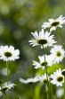 Wild camomiles growing to sunlight
