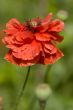 Beautiful single red poppy