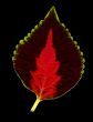 Leaf.