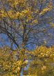 Mellow autumn