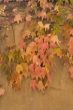 Pink and yellow foliage.