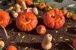 Soon holiday a Halloween
