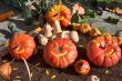 Carnival of pumpkins