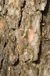 Texture from a pine bark