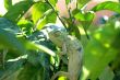 Chameleon