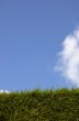 Green hedge and Blue sky