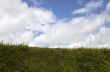Green hedge and Blue sky