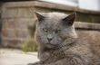 Gray Cat