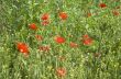 Poppy field