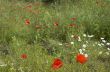 Poppy field