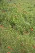 Poppy field