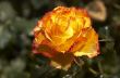 Orange Rose