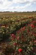 Field of Rose`s
