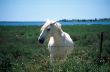 Cavallo bianco