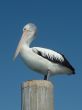 Pelican on Pole