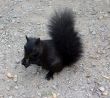 Hungry Black Squirrel