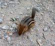 Hungry Little Chipmunk