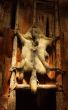 Sun Shines on Wolf Pelt