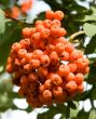 Rowan