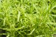 meadow plants