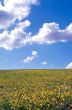 Campo fiorito