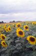 Girasoli