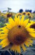 Girasoli 2