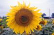 Girasoli 3