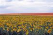 Girasoli 4