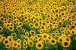 Girasoli laziali