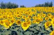 Girasoli 6