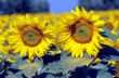Girasoli 7
