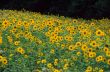 Girasoli 9