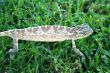 Chameleon