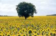 Sunflowers and a tree