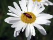 One red bug sits on a white camomile