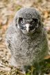 Great Grey Owl Chick