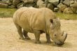 White Rhinoceros