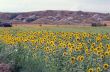 Val d`Orcia 15