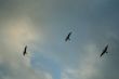 3 gull flight