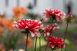 Red flowers