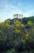 Tempio e fiori