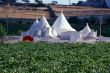 Trulli