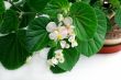 begonia