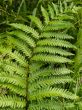 Wild Fern