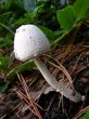 White Mushroom