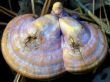 Fungi