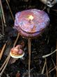 Fungi